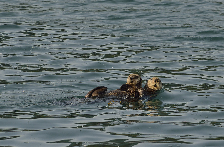 20150701 7656 sea otter and pup 3 r