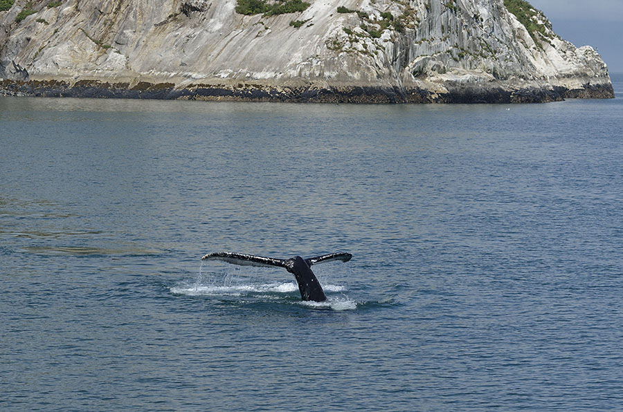 20150703 7749 whale tail sunny day 2 r