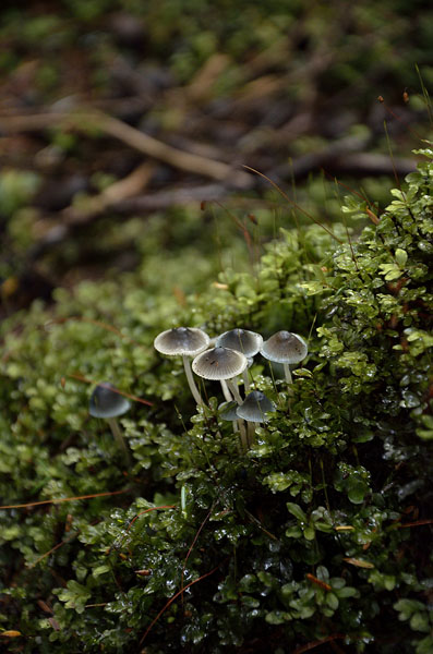 20150808 9716 tiny forest mushrooms r