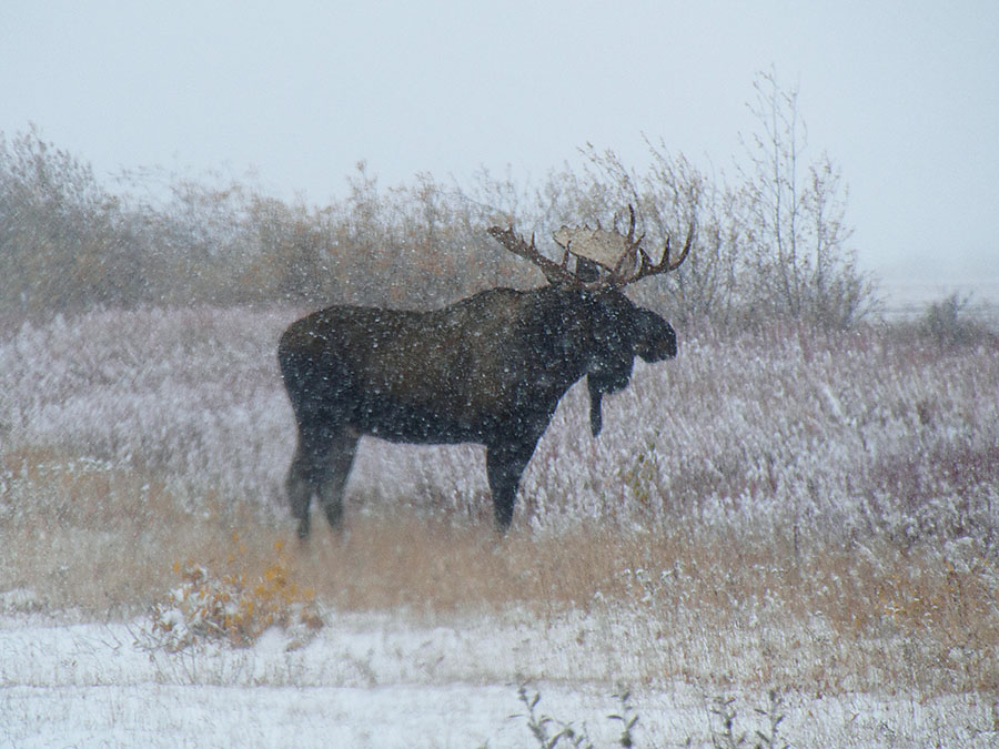 tundra moose