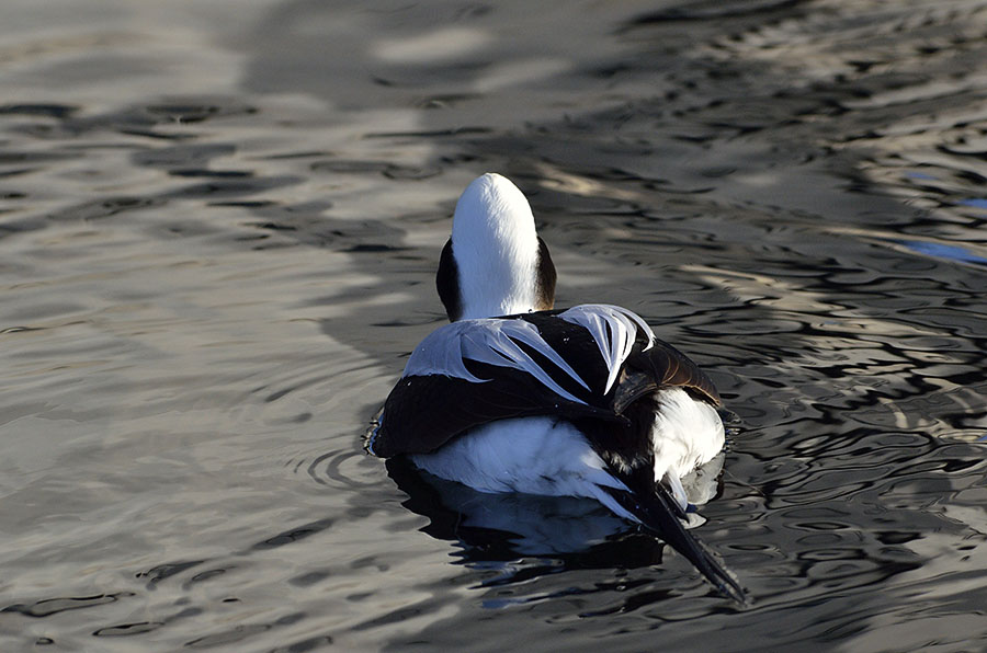 20160301 0152 long tailed duck back feathers r