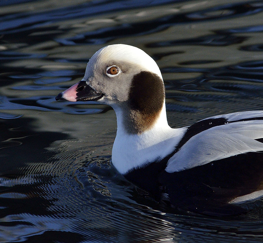 20160301 0163 long tailed duck face r