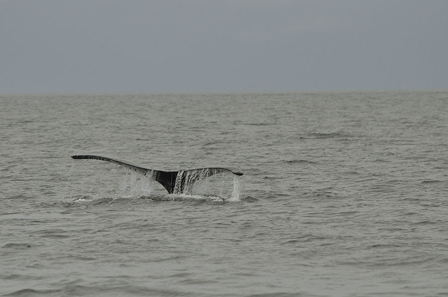20160530 1135 whale tail 2 r