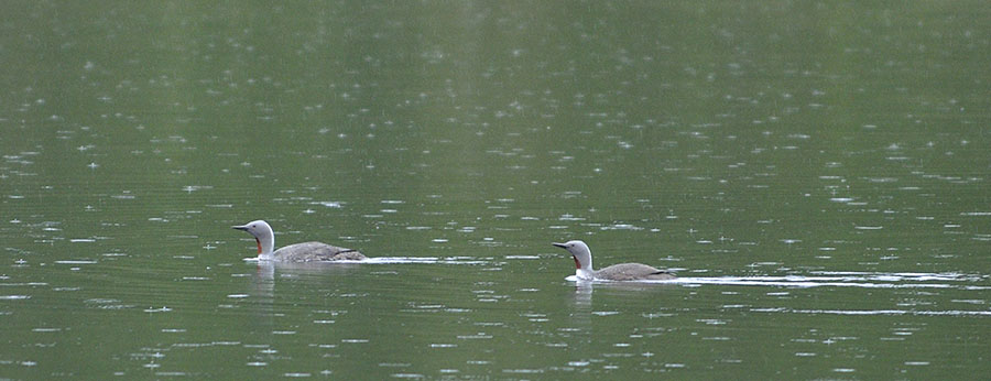 Red-throated loons