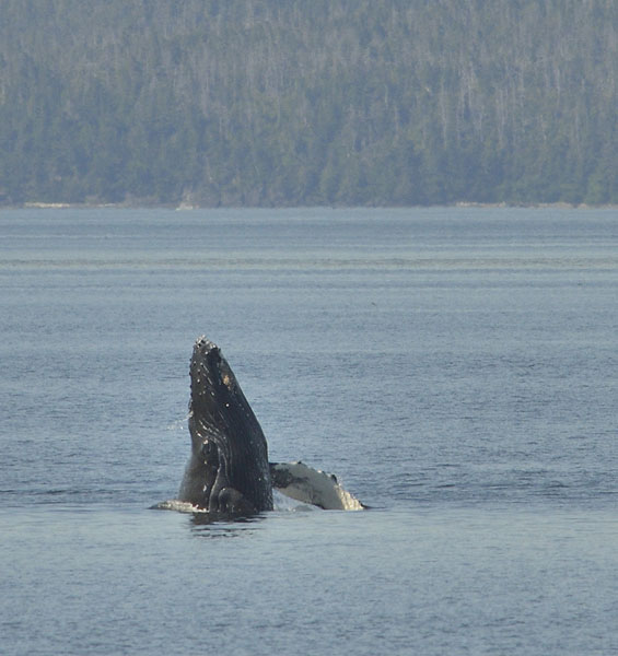 20160623 2762 young whale breaching 1 r