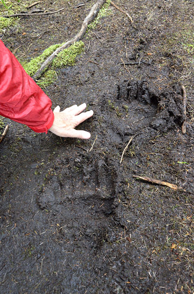 20160805 0509 kalinin trail bear tracks and hand r