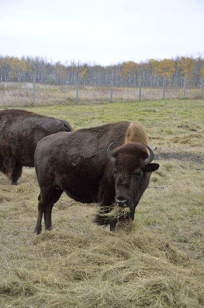 20161021-2454-winnipeg-bison-r