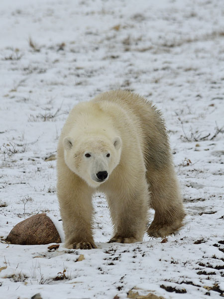 20161021-2502-young-male-polar-bear-10-r