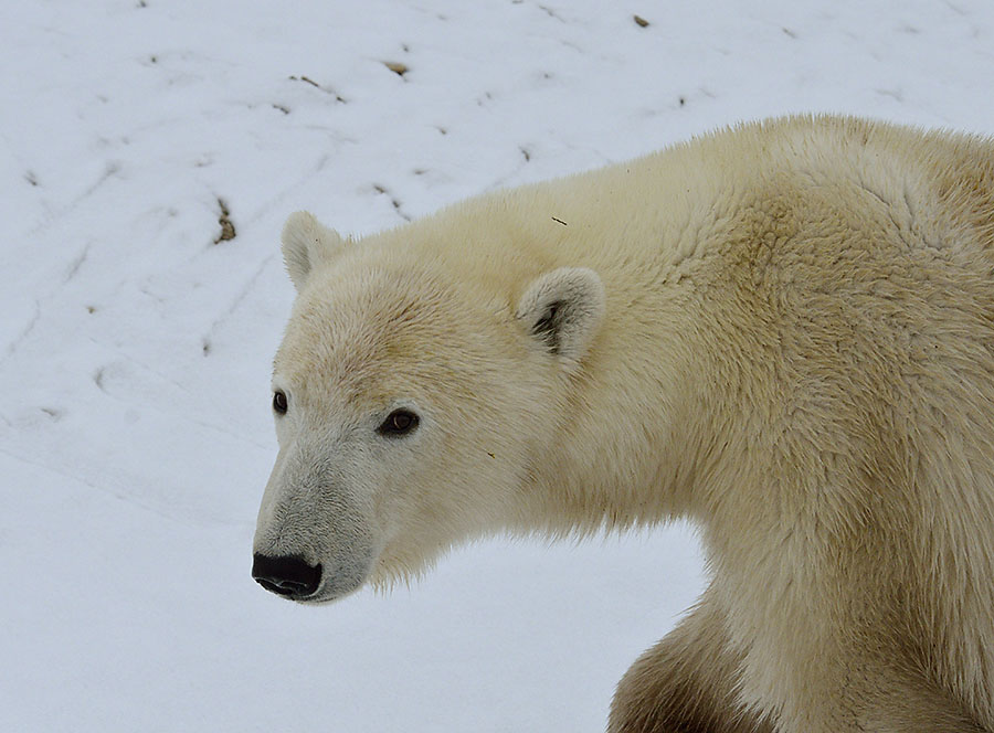 20161021-2508-young-male-polar-bear-face-r