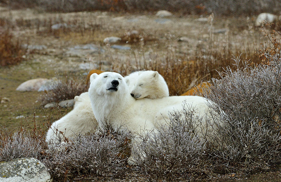 20161023-3012-polar-bear-peace-r