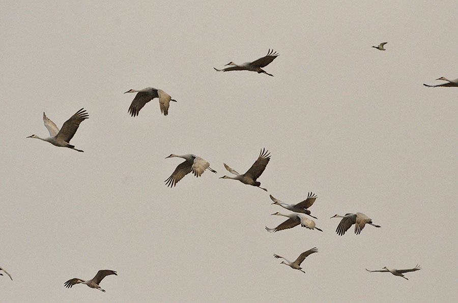 20161112-3733-sandhill-cranes-in-flight-r