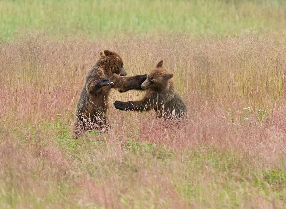 Cubs fighting