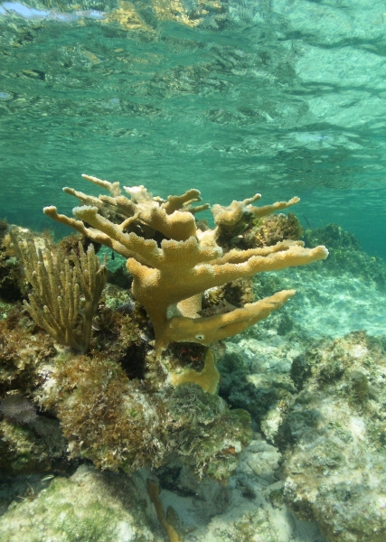 2010 05 10 elkhorn coral RESIZE