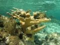 2010 05 10 elkhorn coral RESIZE
