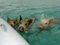 2010 06 02 swimming piggies RESIZE