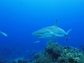 2012-05-18 shark 2 RESIZE