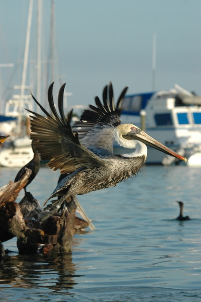 2012 02 07flying pelican RESIZE