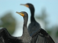 2012 02 07 cormorant RESIZE
