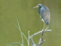 2012 02 14 tricolor heron RESIZE