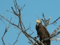 2012 02 15 young bald eagle RESIZE