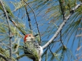 2012 03 30 marathon woodpecker RESIZE