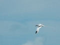 2012-05-21 long tailed tropic bird 2 RESIZE
