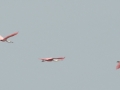 2012-07-01 flying spoonbills RESIZE