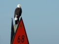 2012-11-09_341 bald eagle RESIZE