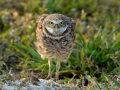 20140225 6149 marco alert burrowing owl RESIZE