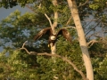 eagle taking flight RESIZE