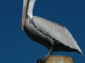 pelican RESIZE