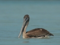 pelican cropped RESIZE