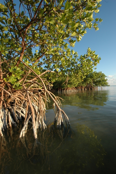 2012 01 08 wa mangroves RESIZE