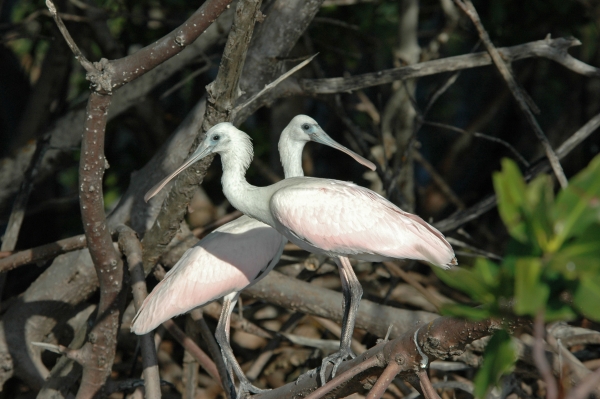 2012 02 15 young roseate spoonbills RESIZE