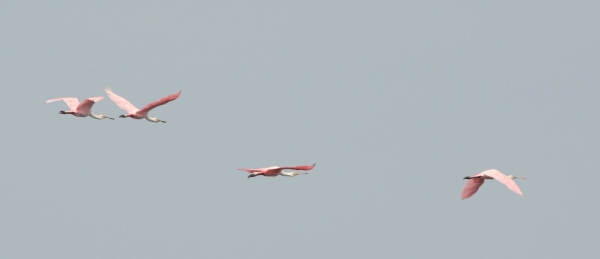 2012-07-01 flying spoonbills RESIZE