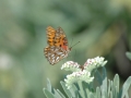 2012 02 10 tiptoe butterfly bpk RESIZE
