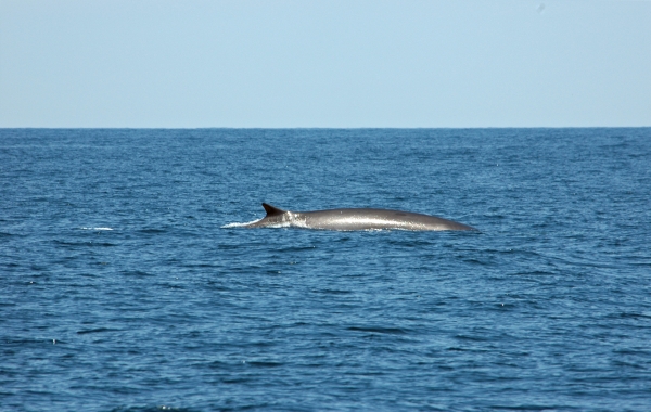 2011 07 16 gulf of maine humpback RESIZE