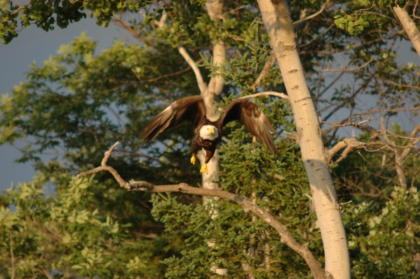eagle taking flight RESIZE