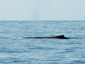 2011 07 16 humpback RESIZE